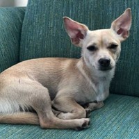 Lost Pet Image