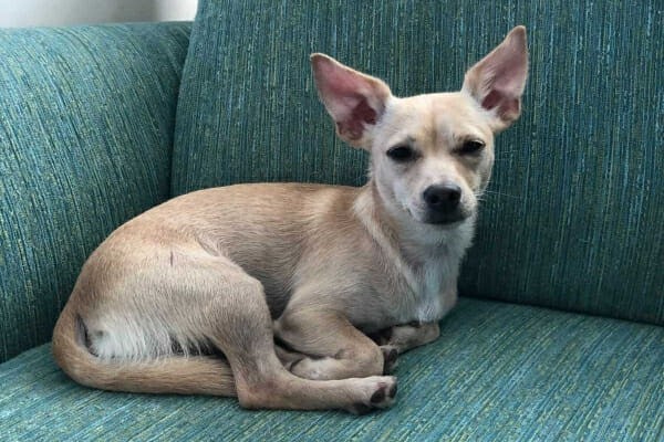 Pet Photo