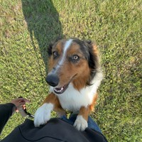 Lost Pet Image