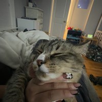 Lost Pet Image