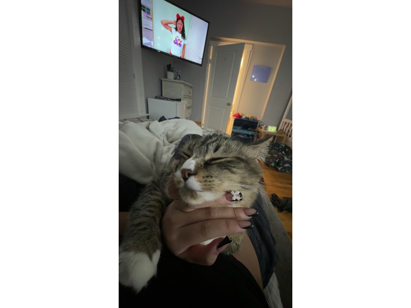 Pet Photo