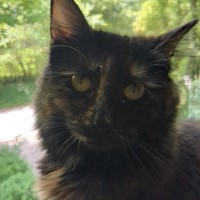 Lost Pet Image