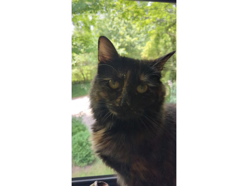 Pet Photo