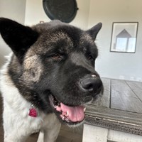 Lost Pet Image