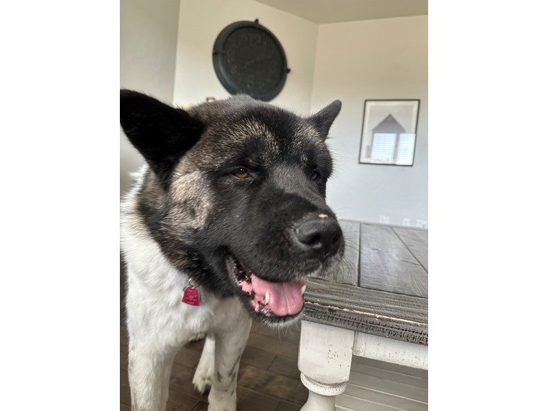Pet Photo