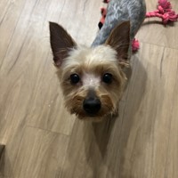 Lost Pet Image