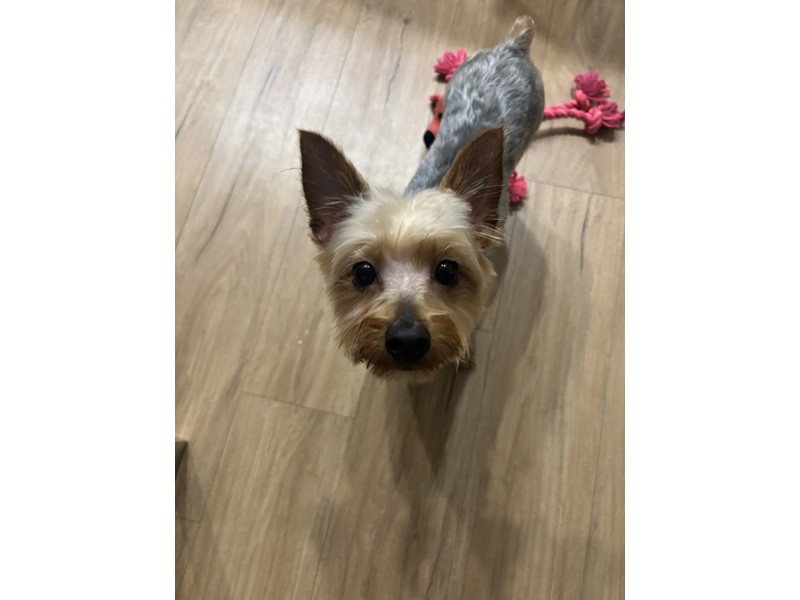 Pet Photo