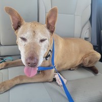 Lost Pet Image