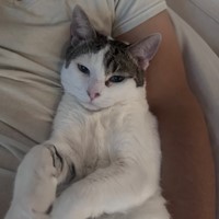Lost Pet Image