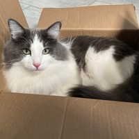 Lost Pet Image