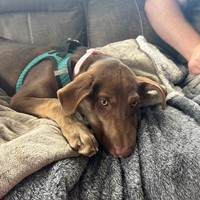 Lost Pet Image