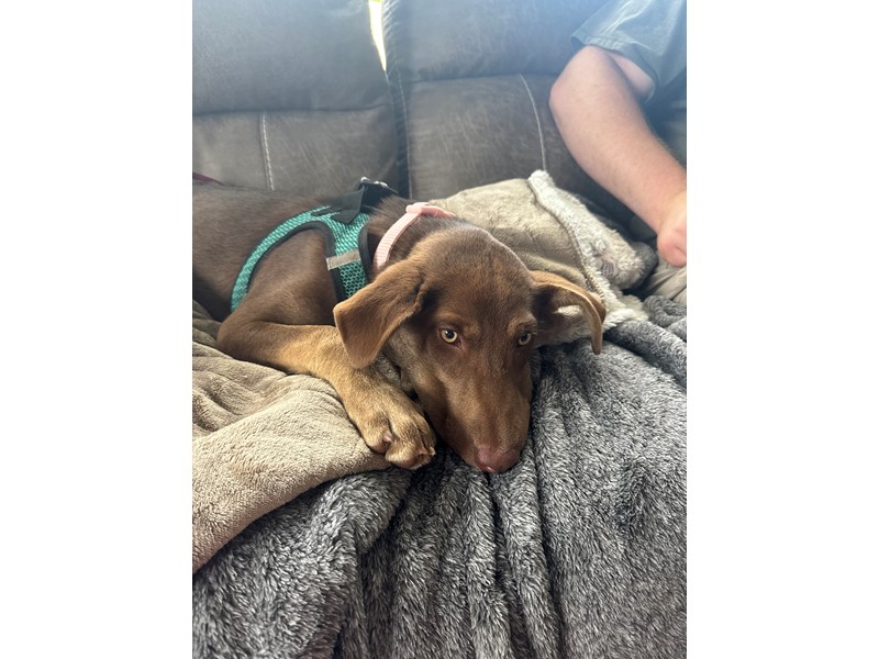 Pet Photo