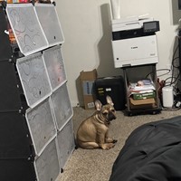 Lost Pet Image