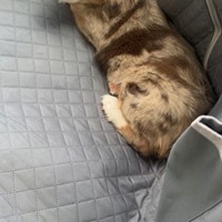 Lost Pet Image