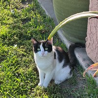 Lost Pet Image