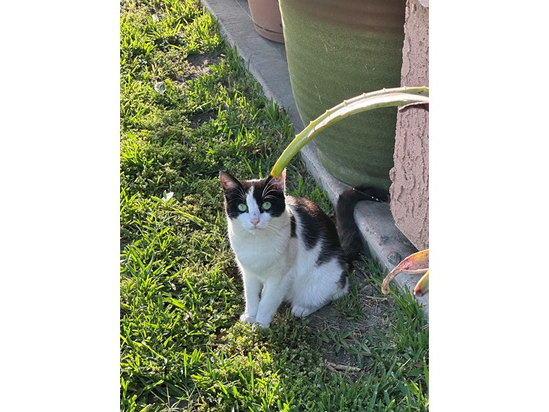 Pet Photo