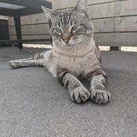 Lost Pet Image