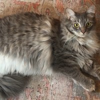 Lost Pet Image