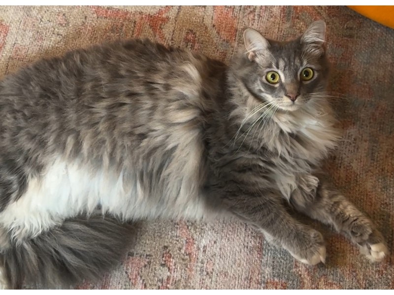 Pet Photo