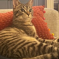 Lost Pet Image