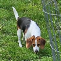 Lost Pet Image
