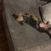 Lost Pet Image