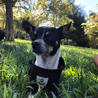 Lost Pet Image