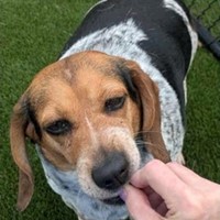 Lost Pet Image