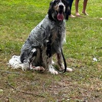 Lost Pet Image