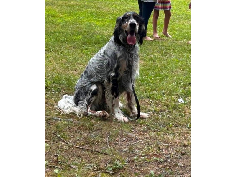 Pet Photo