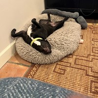Lost Pet Image