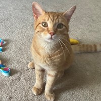 Lost Pet Image