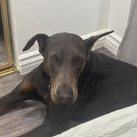 Lost Pet Image