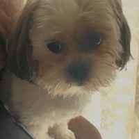 Lost Pet Image