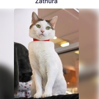Lost Pet Image