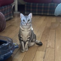 Lost Pet Image