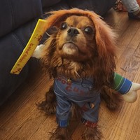 Lost Pet Image