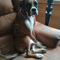 Lost Pet Image