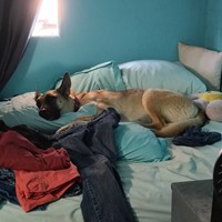 Lost Pet Image