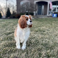 Lost Pet Image