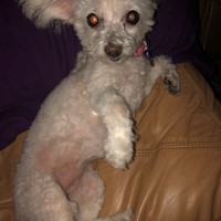 Lost Pet Image