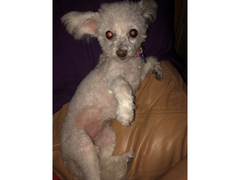 Pet Photo