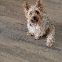 Lost Pet Image