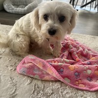 Lost Pet Image