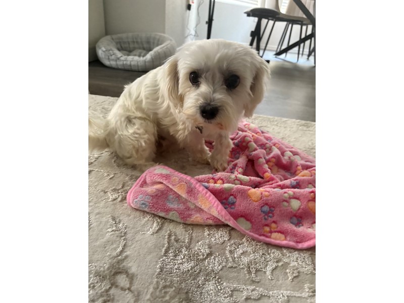 Pet Photo