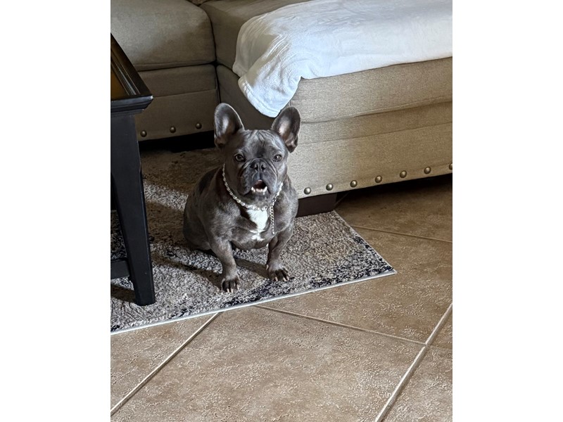 Pet Photo