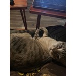 Linus