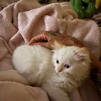 Lost Pet Image