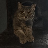 Lost Pet Image
