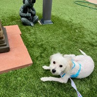 Lost Pet Image